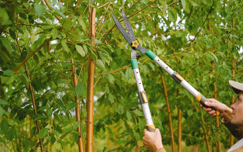 Tree trimming in Plummer, ID